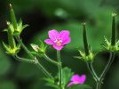 【流山市】理窓公園で出会った野草たちを紹介します