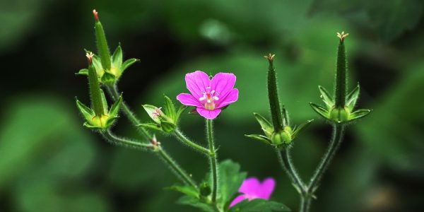 【流山市】理窓公園で出会った野草たちを紹介します