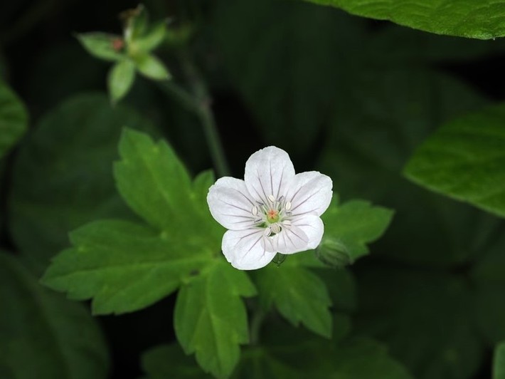 白花のゲンノショウコ