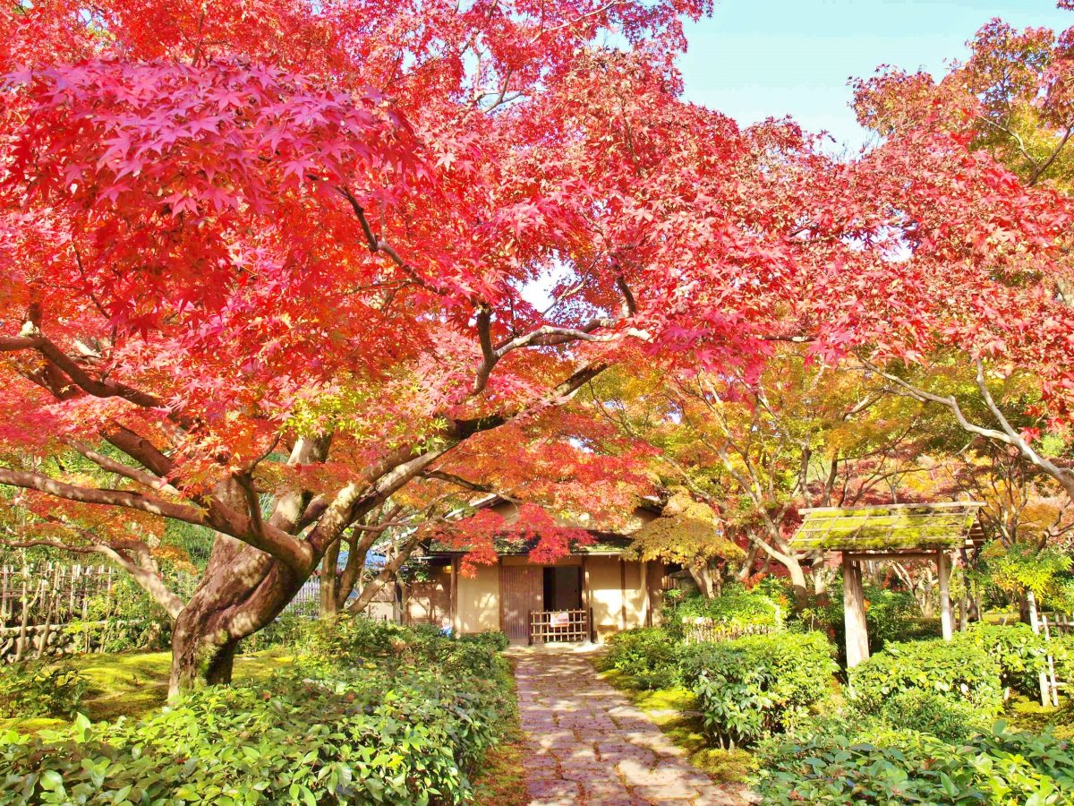 【吹田市】鮮やかな紅葉に染まる万博記念公園で秋を感じるイベントも「紅葉まつり」11月2日（土）～12月1日（日）開催！