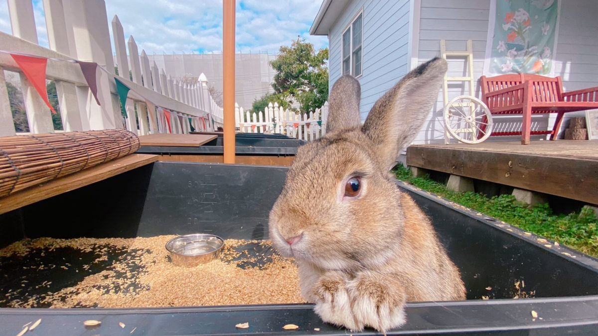 【流山市】ほのぼのと〝動物とふれあい〟のんびりと〝ティータイム〟『CAFE＆BAKE Lily′s ×まちの動物園』コラボ秋まつり♩レポート