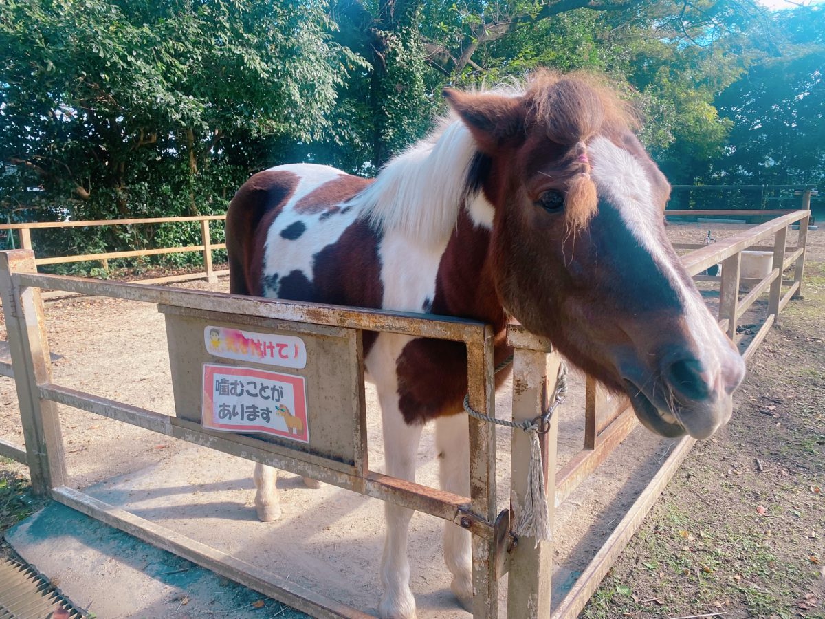 可愛い〜！！ポニー牧場の奥にはお馬さんが♡