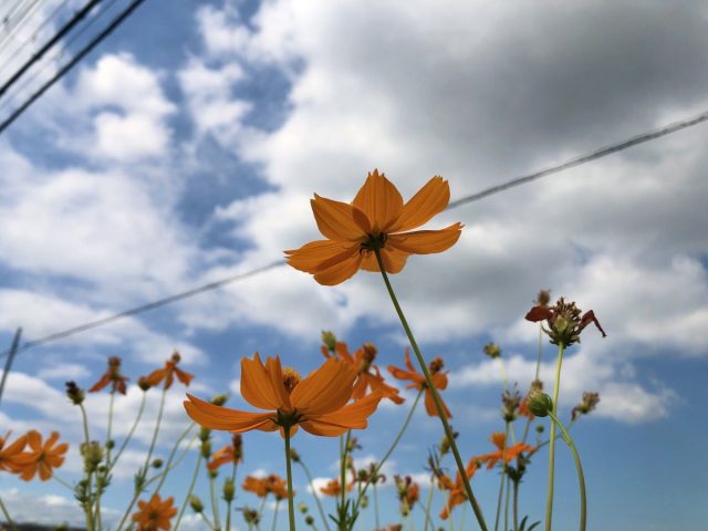 【堺市中区】大好きな野の花シリーズ② キバナコスモス ～ピンク色のコスモスとは別の品種で、盛夏にも咲く夏から秋の花〜