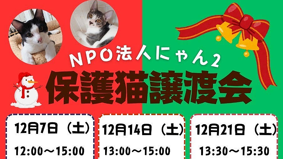 【流山市】【柏市】2024年12月のねこ情報～12/7(土),14(土),21(土)保護猫譲渡会 by NPO法人にゃん2