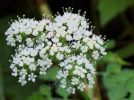 【東葛】春の七草あれこれ。 七草粥に入れる野草は地元でも見つかります！