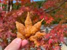 【箕面市】箕面滝道で紅葉と「もみじの天ぷら」を楽しもう