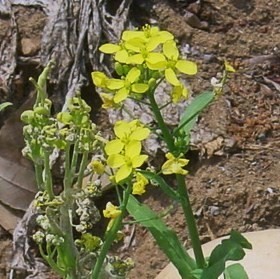 すずな（カブ）の花　仲間の菜の花とそっくりです