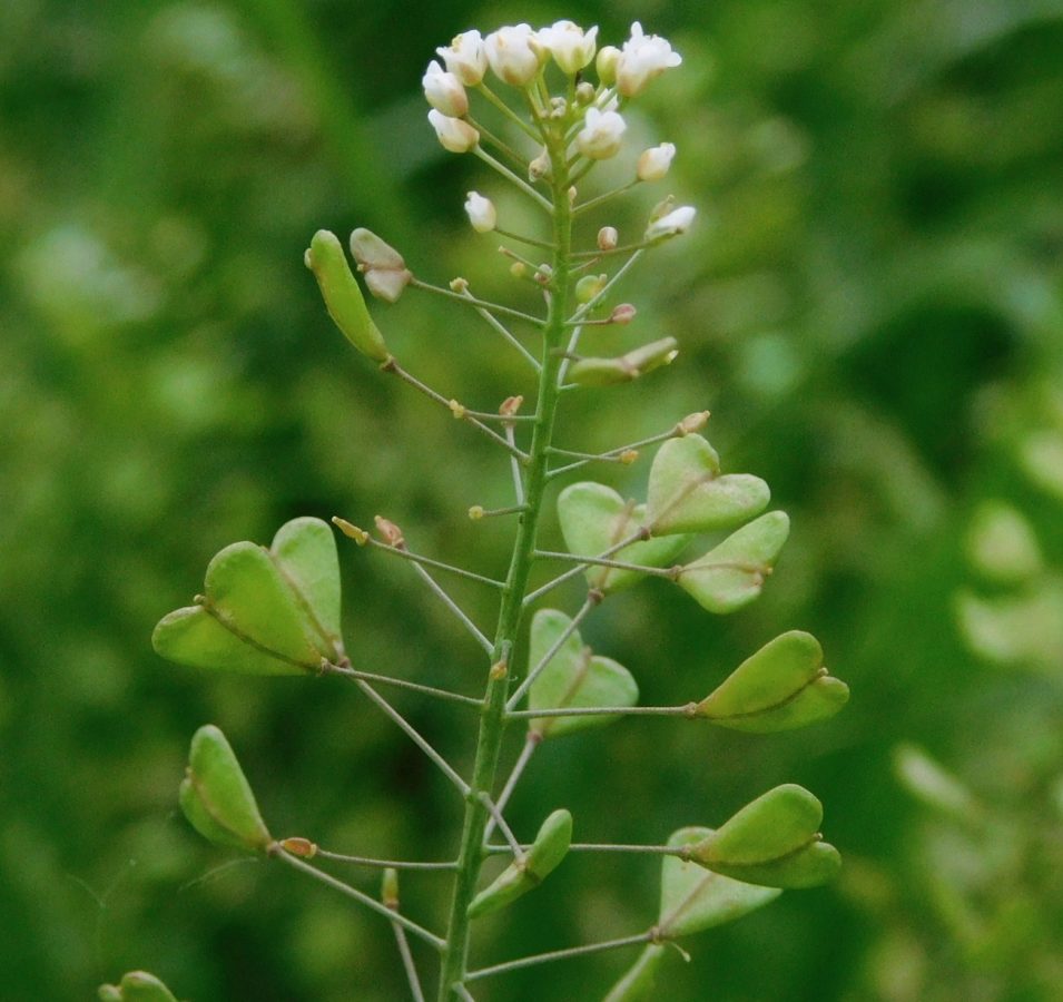 ナズナの花と果実　実の形が三味線のバチに似ているので、三味線の音色に因んでペンペン草の別名になる