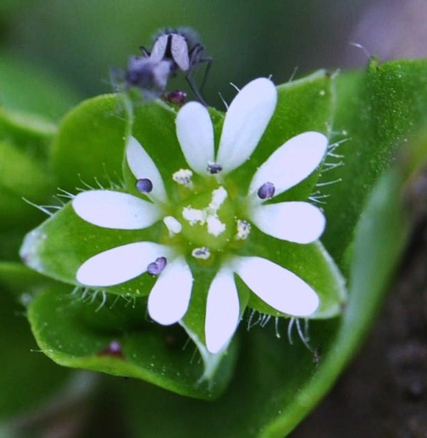 ハコベの花　花弁は２裂したものが５枚で１０枚のように見える　めしべの花柱は３本でおしべは４～１０本になる