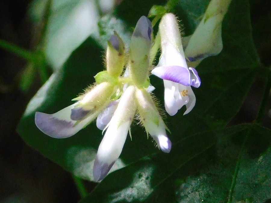 【写真２】ヤブマメの花　見る角度によっては長靴のような形