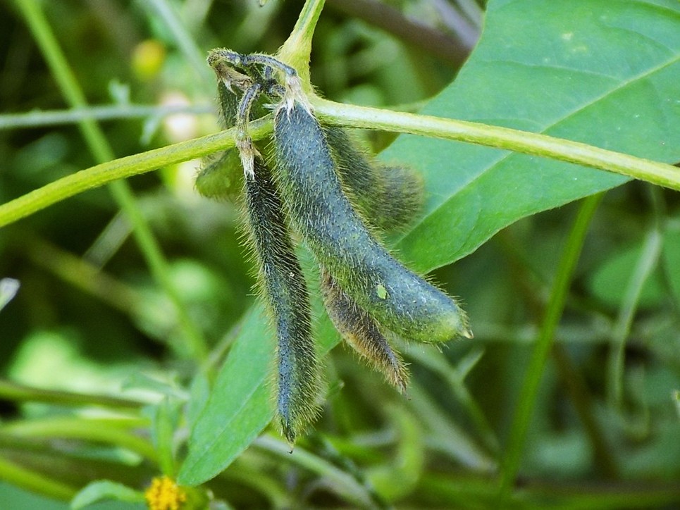 【写真３】ツルマメのサヤ　　熟すと黒くなる（今はこれです）