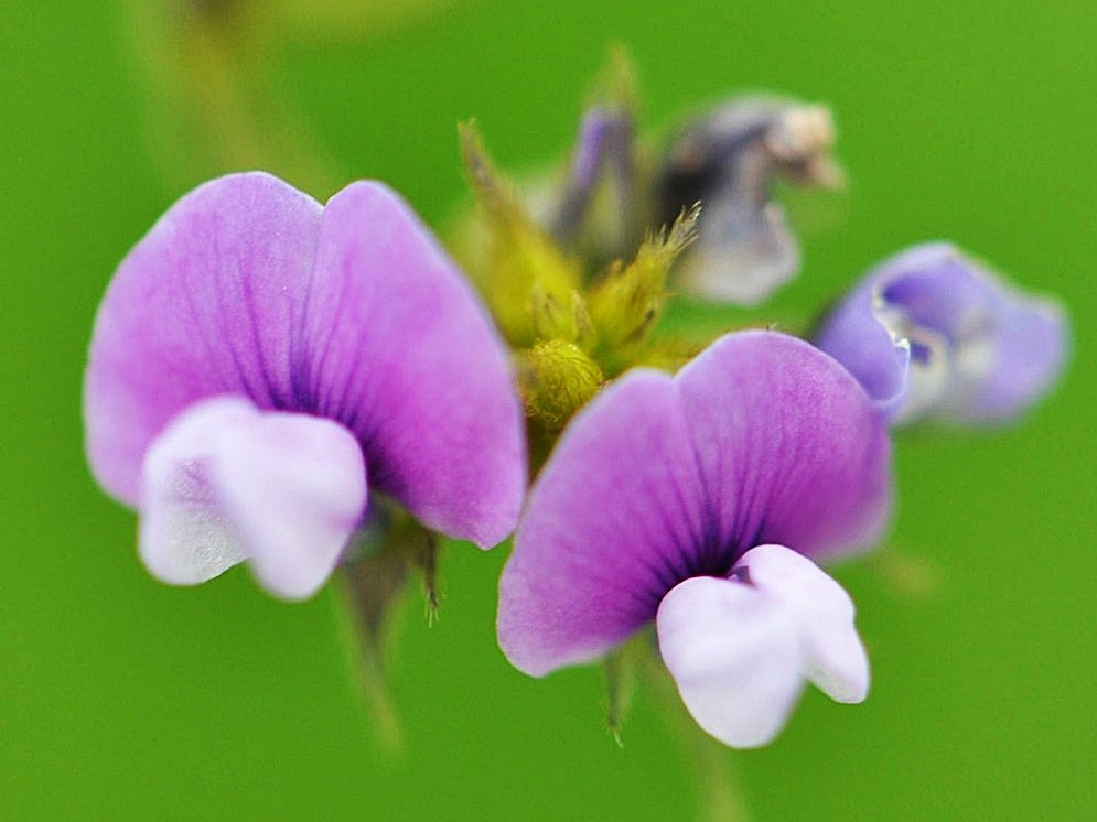 【写真５】ツルマメの花（夏）蝶形花　ヤブマメより可愛い