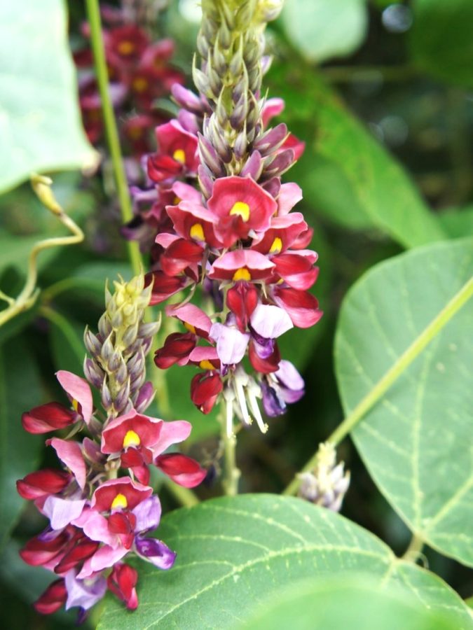 【写真７】房状に付いたクズの花