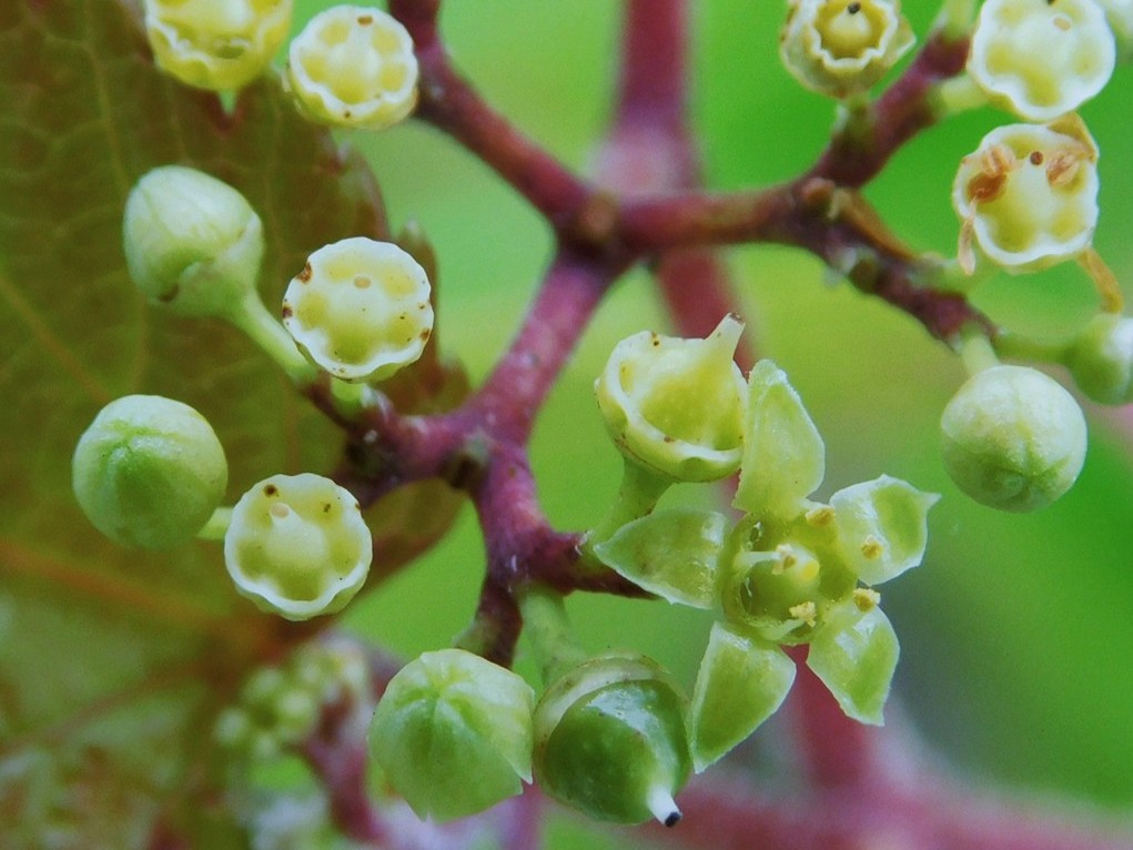 【写真10】ノブドウの花　花弁は５枚