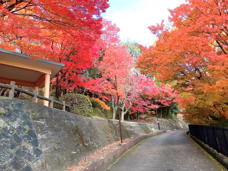 12月6日撮影。紅葉はピークを過ぎていたとはいえ、感動モノの絶景でした！