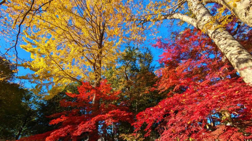 【柏市】紅葉が綺麗！柏市内の紅葉の名所、観音寺