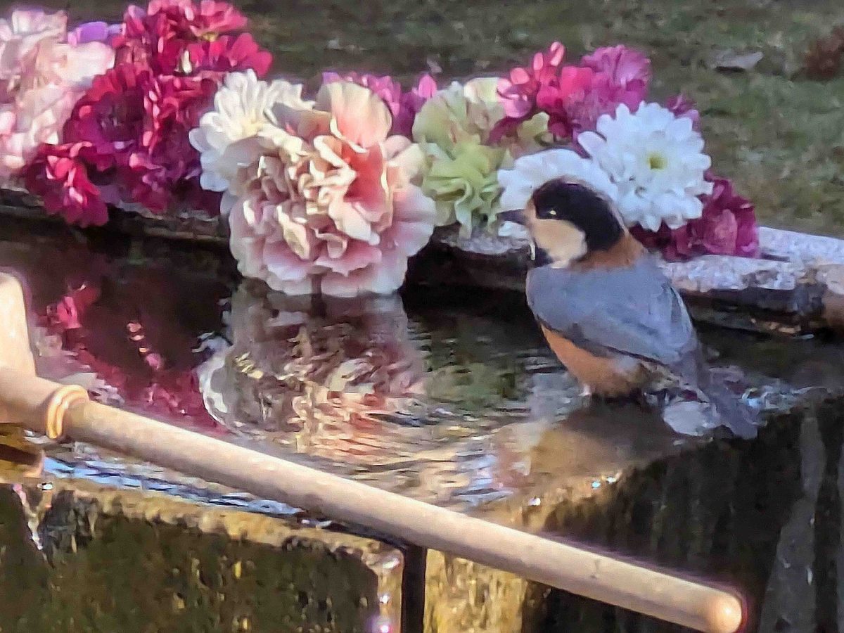 花が飾られた手水場には野鳥が訪れていました。