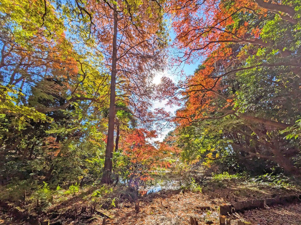 湧水池と紅葉