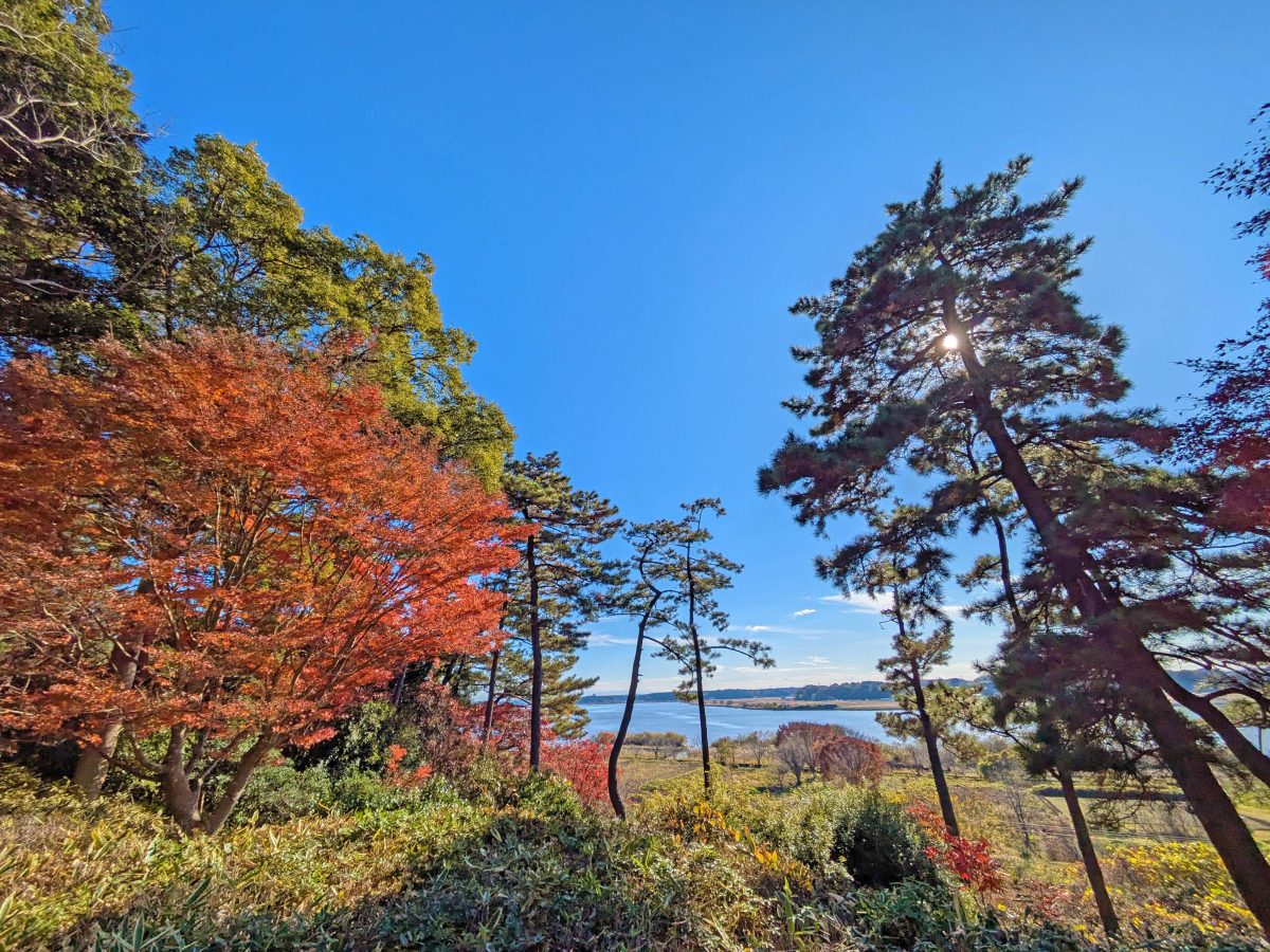 手賀沼の眺望も素晴らしいです。