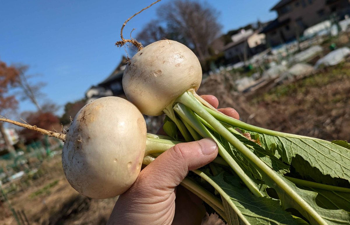 カブは採れ立てだと葉っぱも新鮮。