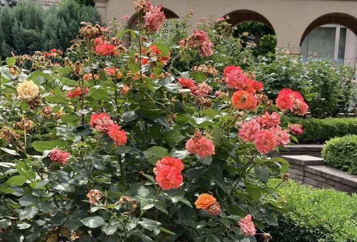 【堺市】今が見頃の東雲薔薇回廊でバラを堪能しよう♪