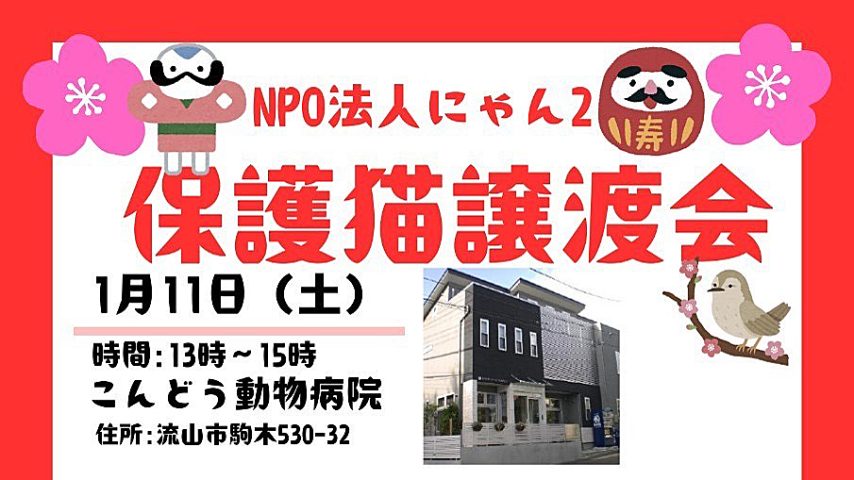 【流山市】【松戸市】【柏市】2025年1月のねこ情報～1/11(土),18(土),25(土)保護猫譲渡会 by NPO法人にゃん2