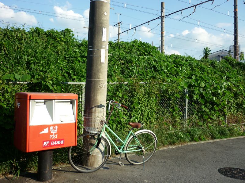 2009年は緑が生い茂っていましたが・・・