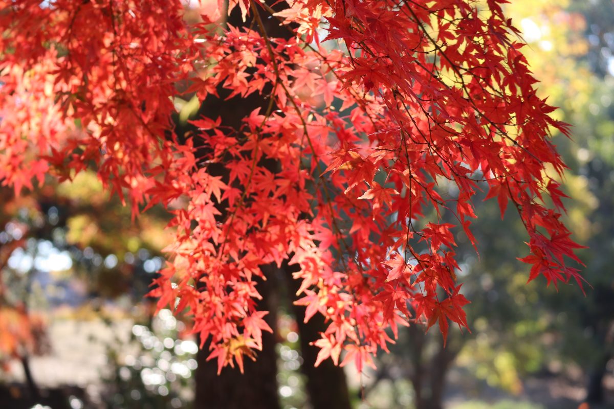 千里中央公園の紅葉