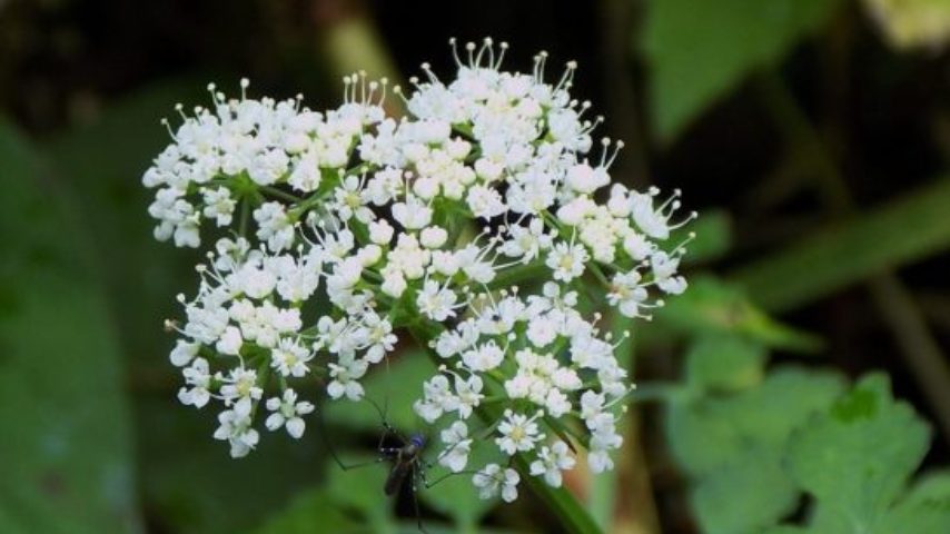 【東葛】春の七草あれこれ。 七草粥に入れる野草は地元でも見つかります！