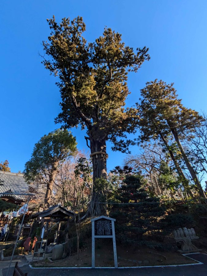 妙照寺の大杉樹