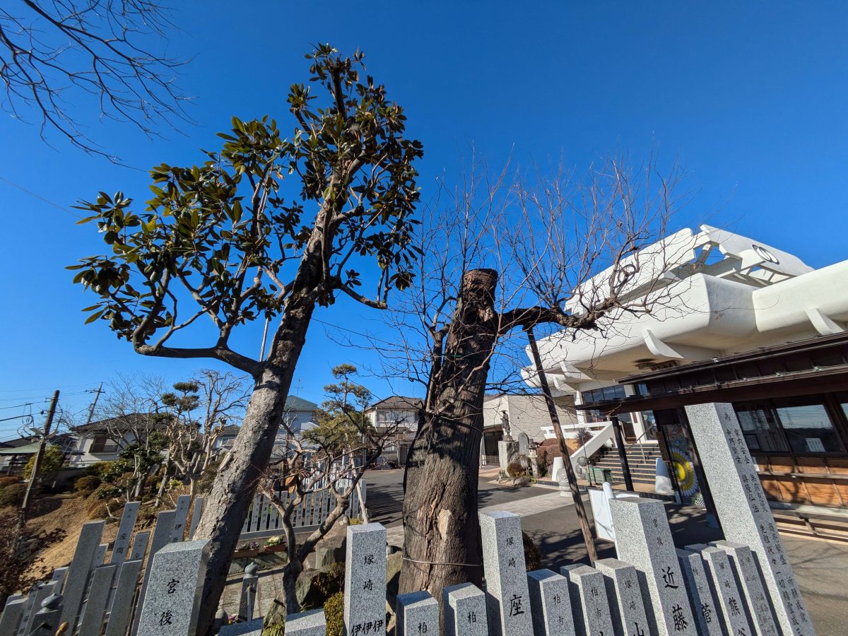 柏市指定文化財の天然記念物「玄圃梨」。写真中央の葉っぱのない折れた樹。