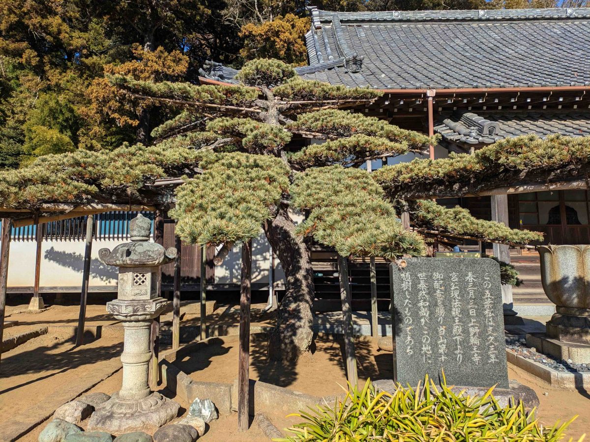 柏市文化財の天然記念物に指定されている五葉松