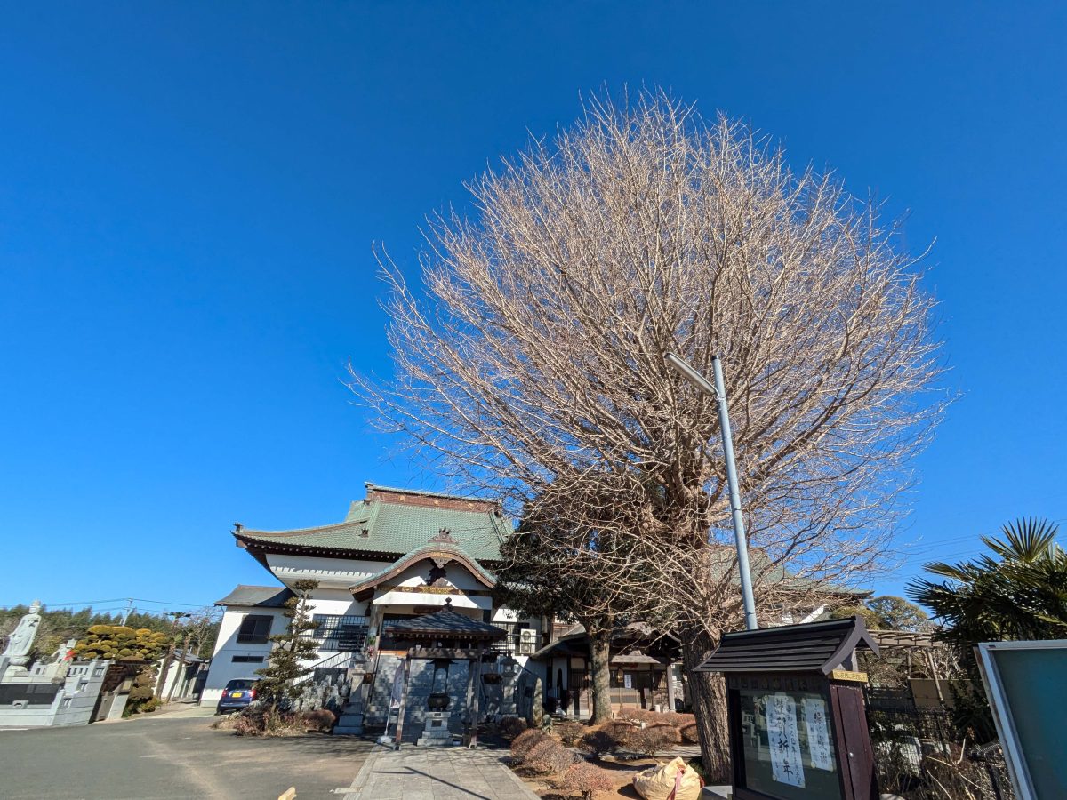 慈本寺。葉の落ちた銀杏の樹が目に留まりました。