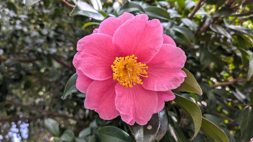 【柏市】季節の花めぐり～柏諏訪神社の山茶花（サザンカ）～