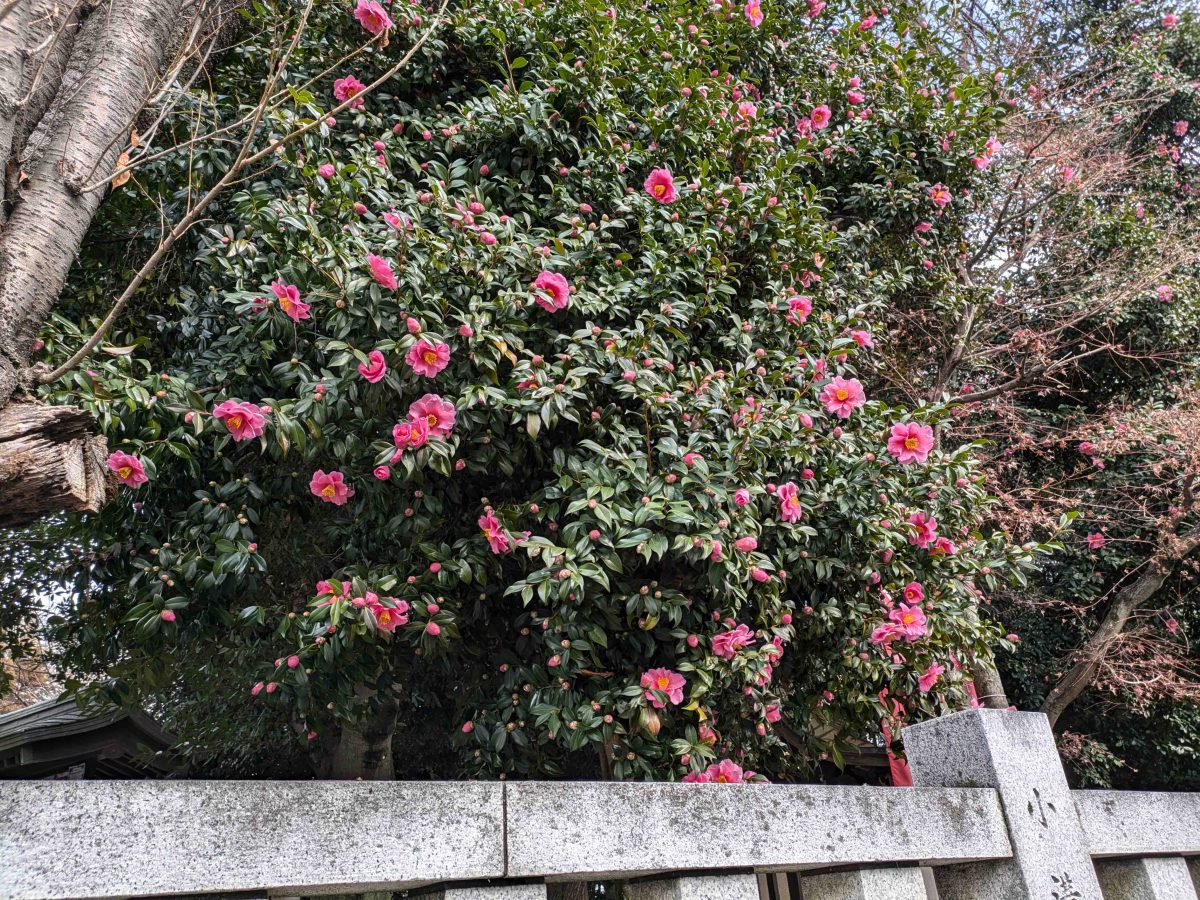 神社前の歩道から見た山茶花の木