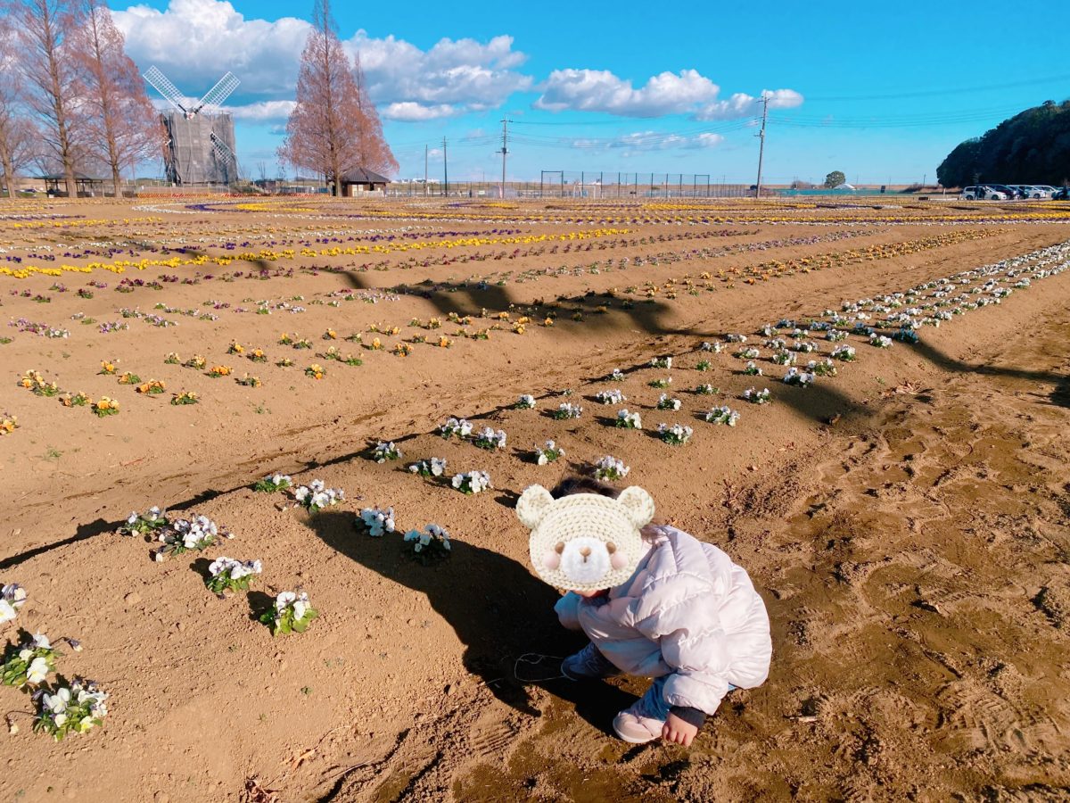 毎年楽しみにしている『チューリップ』今年も見頃は要チェックですよ〜