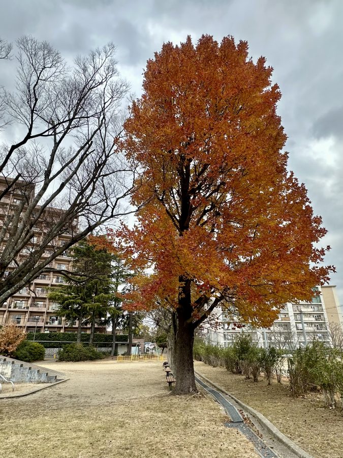 公園のシンボルツリー