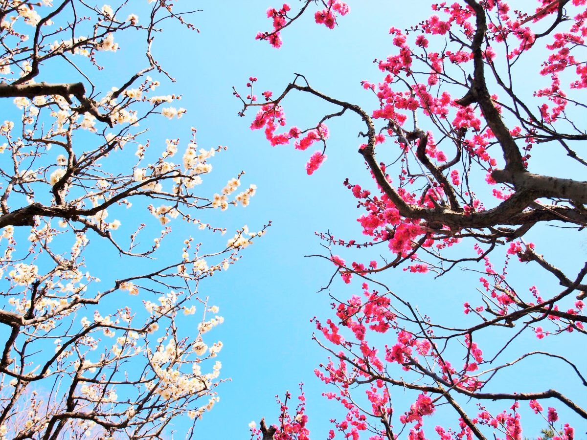 【吹田市】梅の花を愛でながらイベントを楽しもう！万博記念公園で「梅まつり」2月8日（土）～3月9日（日）開催