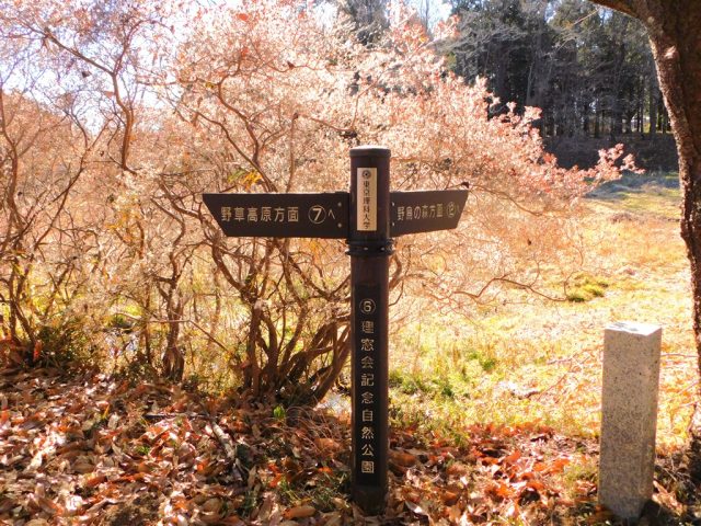 【流山市】１月の理窓公園の散歩道