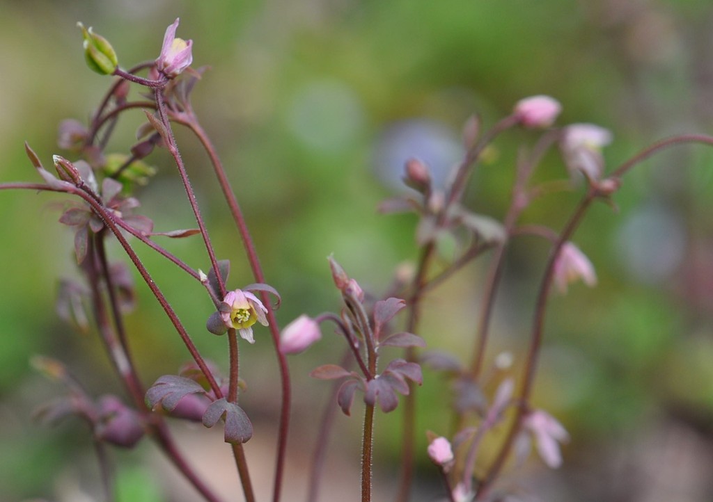 【写真１１】　ヒメウズの花　花弁のように見えるのは萼片