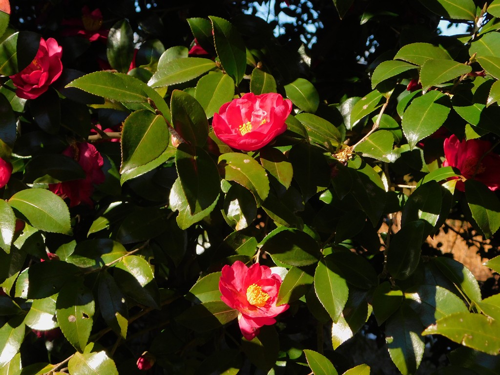 【写真２】　サザンカの花