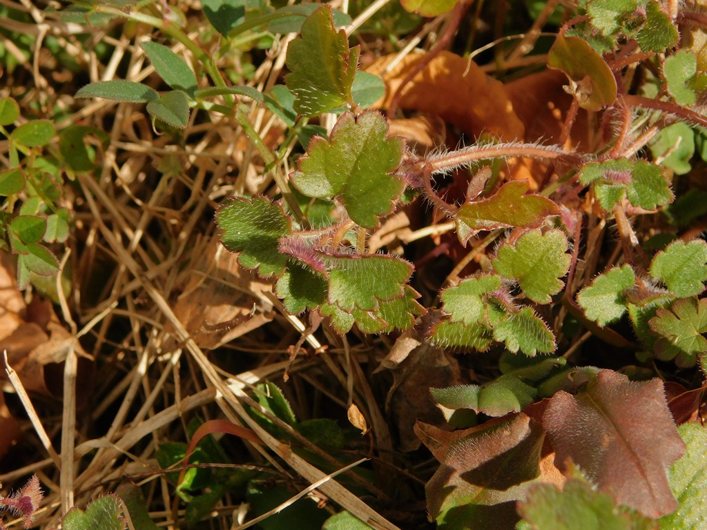 【写真６】　コゴメイヌノフグリの芽生え