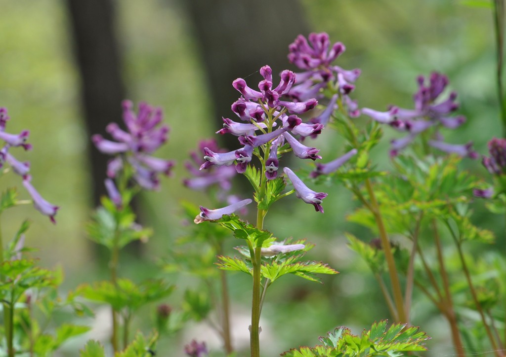 【写真７】　ムラサキケマンの花は茎の先に多くつく