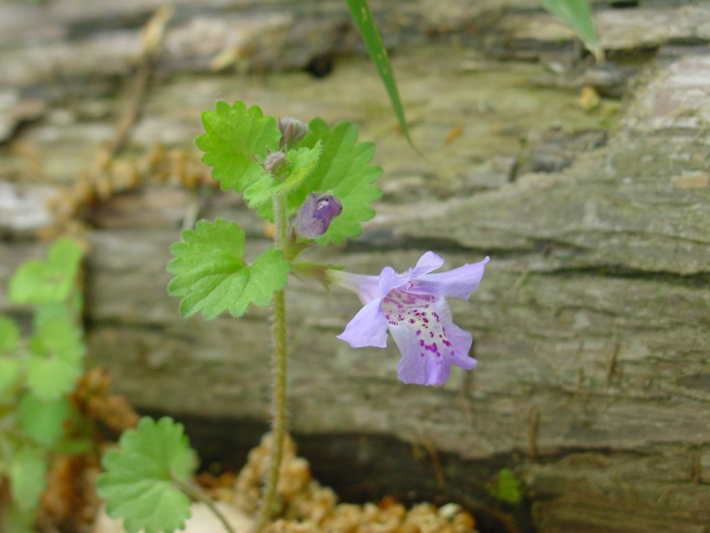 【写真９】　カキドオシの花（下の花弁の濃い紫色の斑点が目立つ）