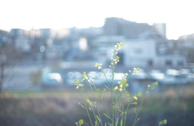 泉北のなにげない風景を切り取る写真（写真は提供です）