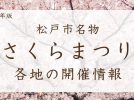 【松戸市】2025年の春を彩る「さくらまつり」特集4選♪（3/29、3/30）