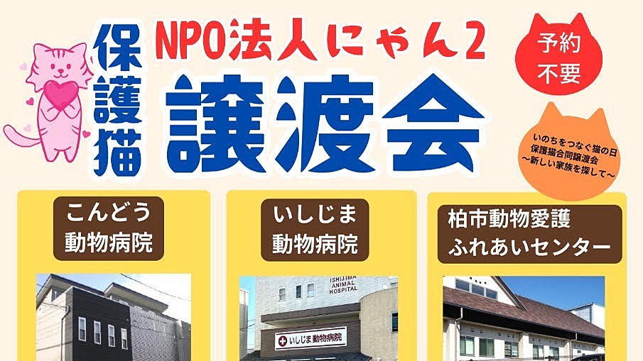 【流山市】【柏市】2025年2月のねこ情報～2/8(土),15(土),22(土)保護猫譲渡会 by NPO法人にゃん2