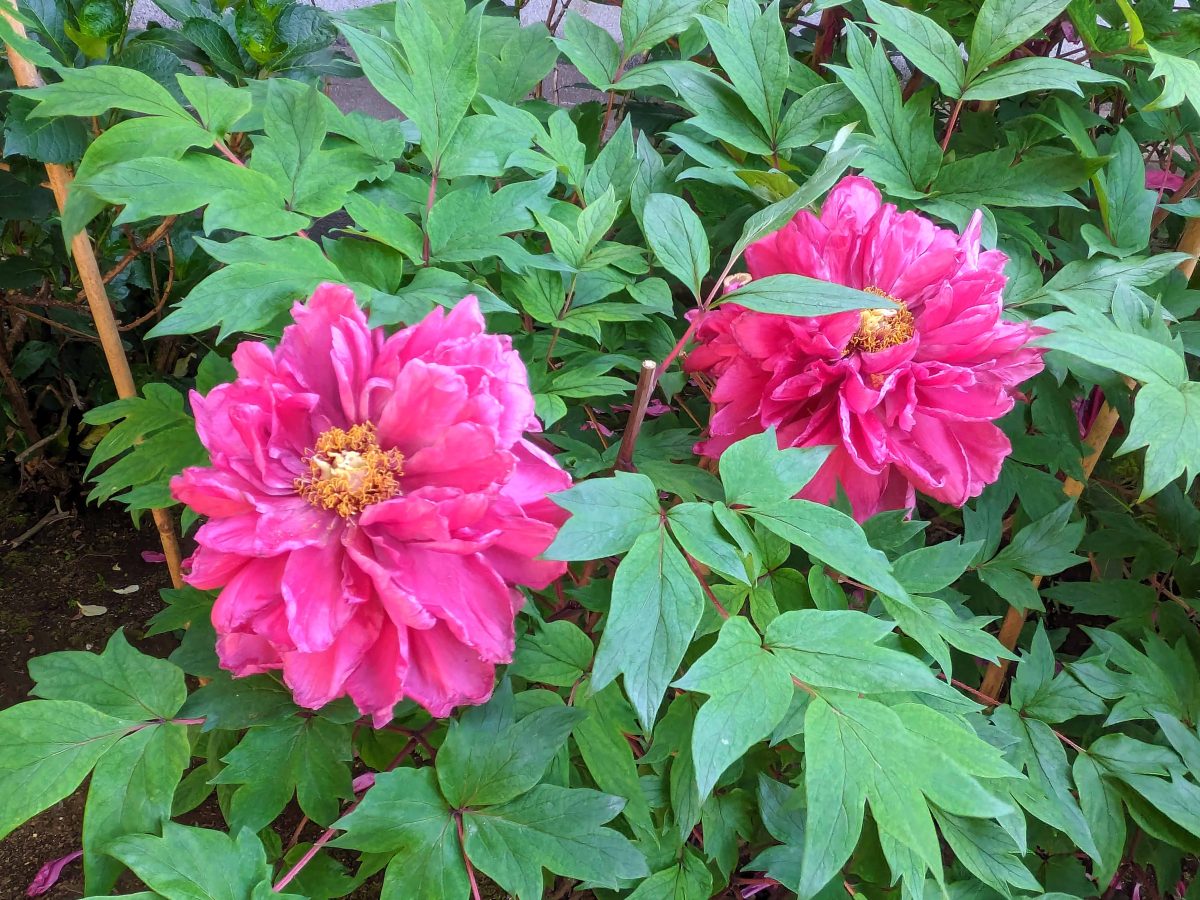 ぼたんの花（写真はイメージで販売品を撮影したものではありません。）