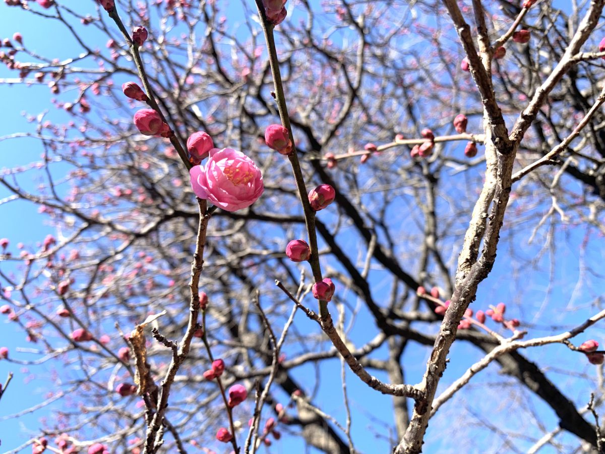 【栂・美木多】今年は開花遅め！？　荒山公園の梅は蕾が膨らみ始めています