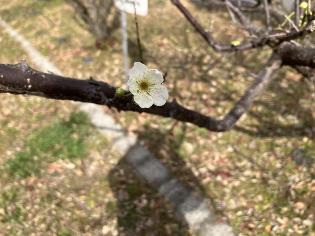 梅の花